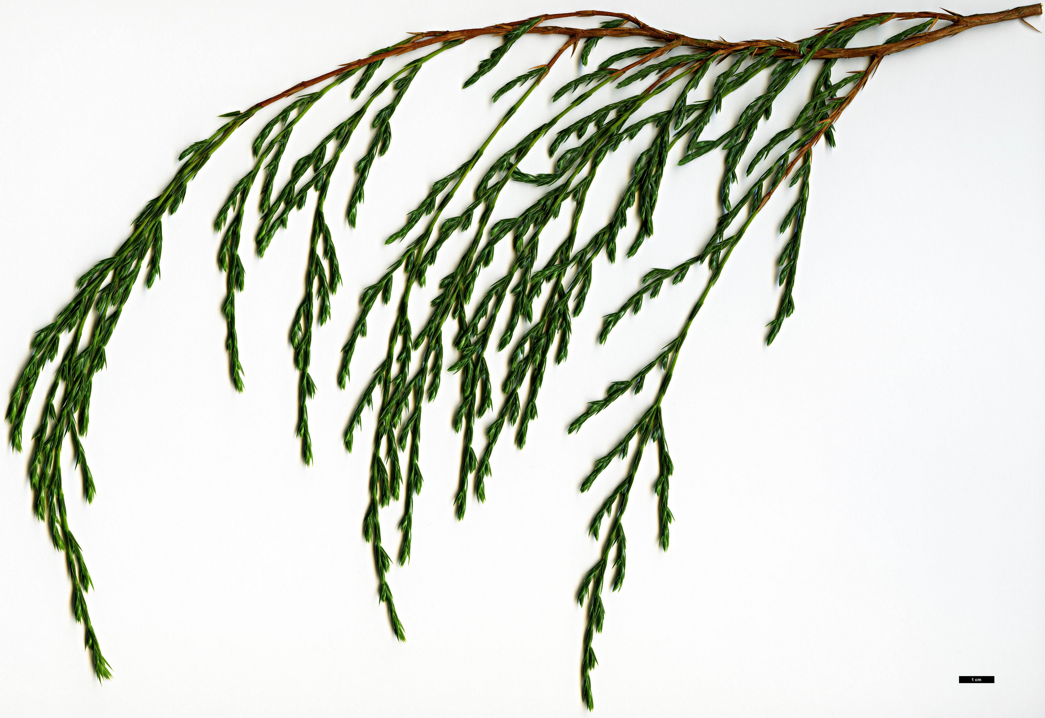 High resolution image: Family: Cupressaceae - Genus: Juniperus - Taxon: recurva - SpeciesSub: var. recurva